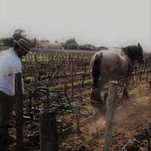 Vigne bio à Bordeaux labourée avec cheval